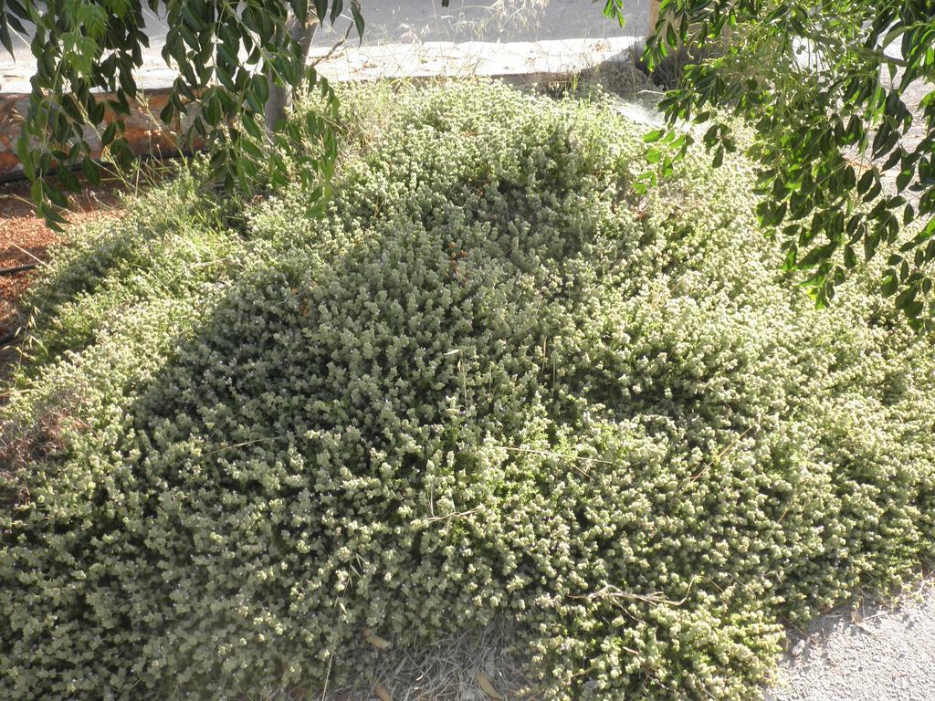 Anthemis Aparthotel Stavros  Bagian luar foto